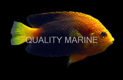 Japanese Angelfish