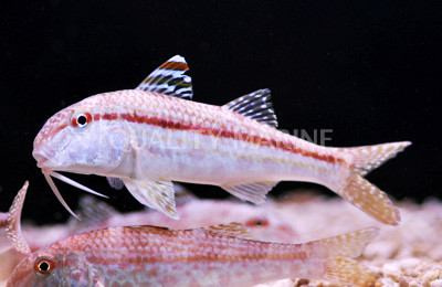 Dwarf Goatfish :: 18010
