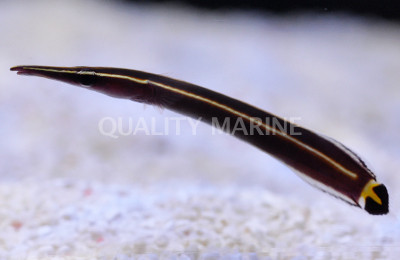 Yellow Striped Clingfish :: 18509