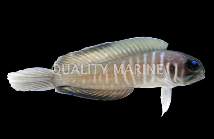 Swordtail Jawfish