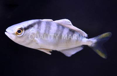 Ductor Pilotfish Jack :: 22009