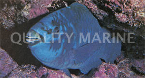 Midnight Parrotfish  :: 24025