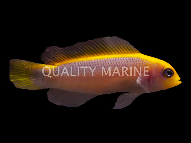Sunrise Dottyback