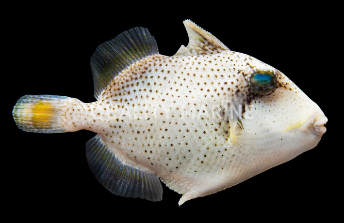 Yellow Margin Triggerfish
