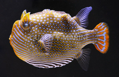 Ornate Cowfish, Male :: 33020