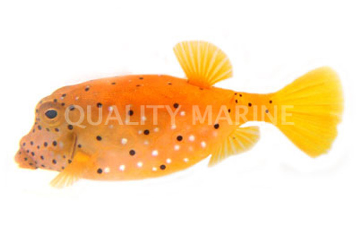 Thornback Cowfish :: 33023