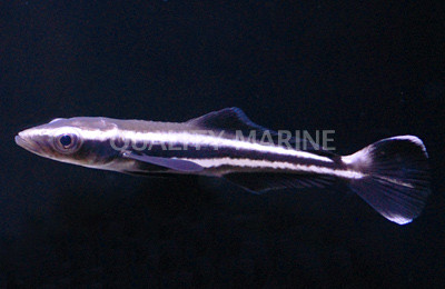 Cobia Fish :: 14540