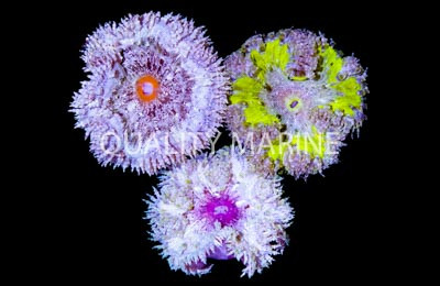 Beadlet Rockflower Anemone :: 50088