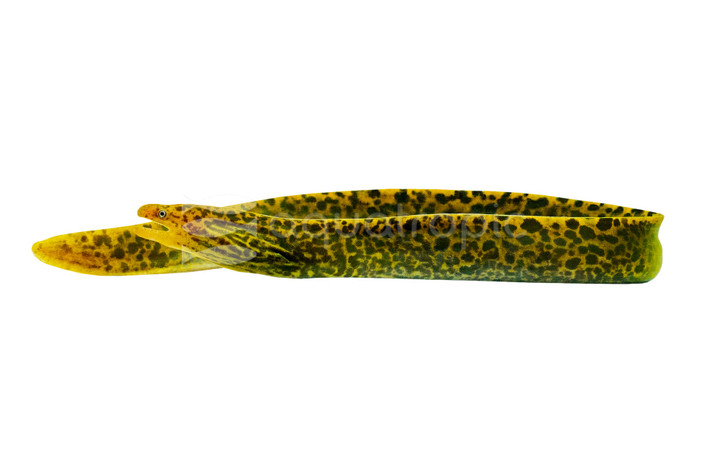 Tiger Moray Eel :: 48411