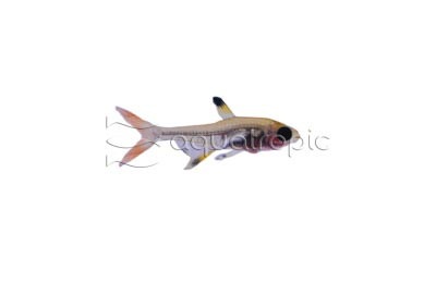 X-Ray Gold Blushing Tetra :: 71071