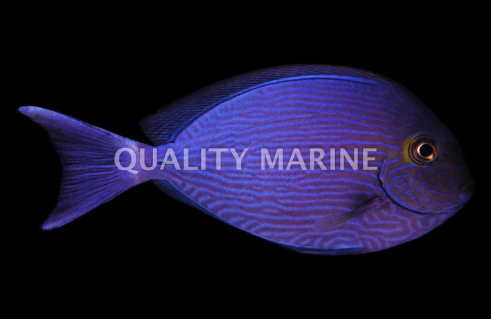 Yellowfin Tang
