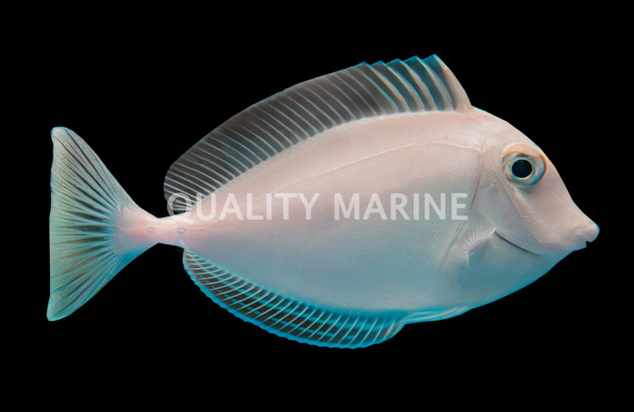 Sleek Unicorn Tang