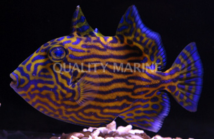Blue Line Triggerfish :: 32001