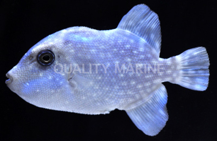 Rough Triggerfish :: 32023