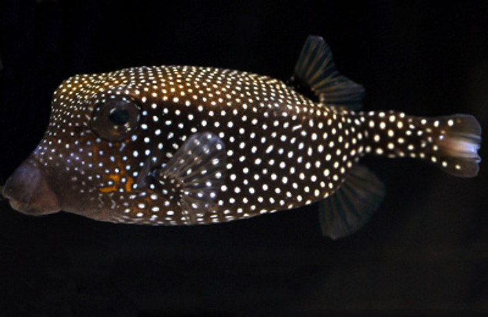 Spotted Boxfish, Female :: 33001