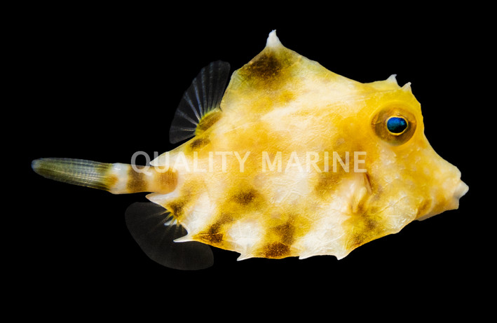 Humpback Turretfish
