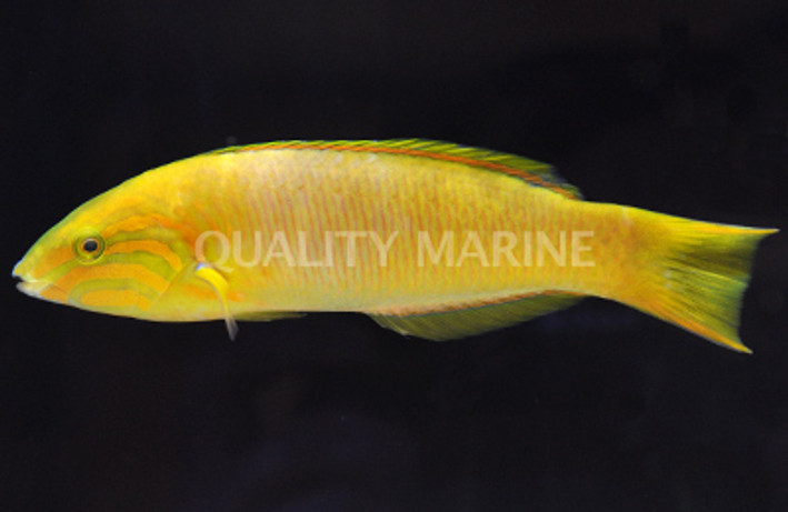 Banana Wrasse :: 33503
