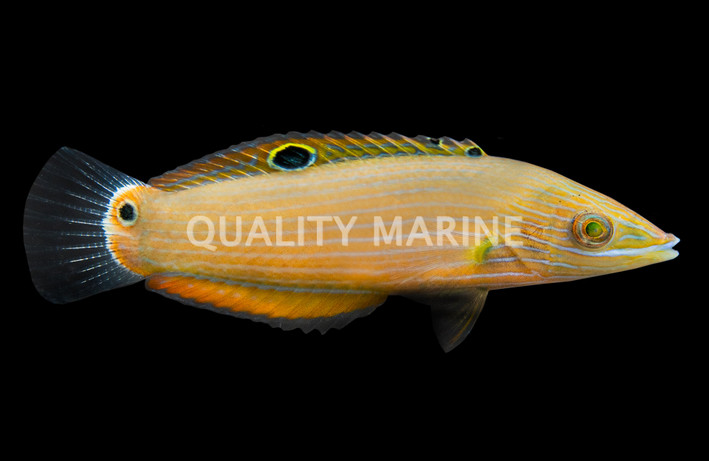 Richmond's Wrasse
