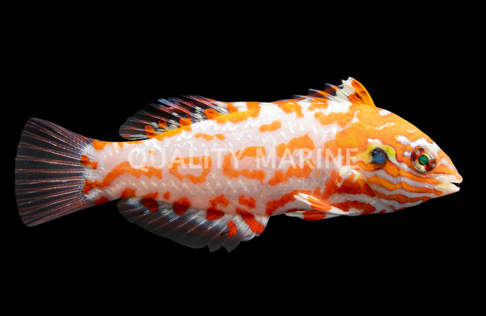 Choat's Leopard Wrasse