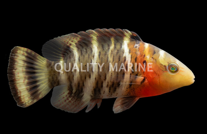 Red Breasted Maori Wrasse
