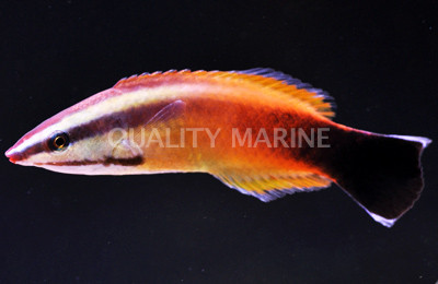 Redlip Cleaner Wrasse :: 33527