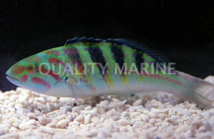 Hardwicke Wrasse :: 33542