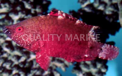 Snooty Wrasse :: 33550