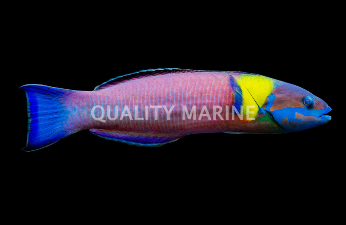 Cortez Rainbow Wrasse, Male
