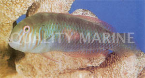 Green Razor Wrasse :: 33570