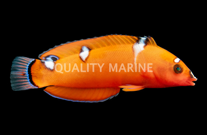 Red Coris Wrasse, Juvenile