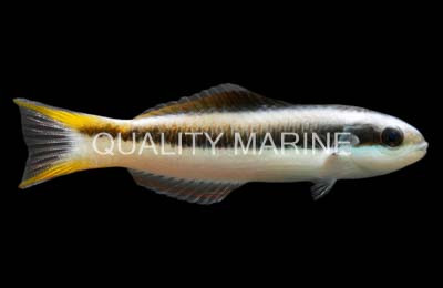 Blunt Head Wrasse, Sub Adult/Female :: 33575