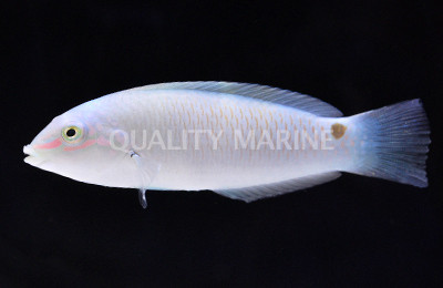 Three Spot Wrasse :: 33582
