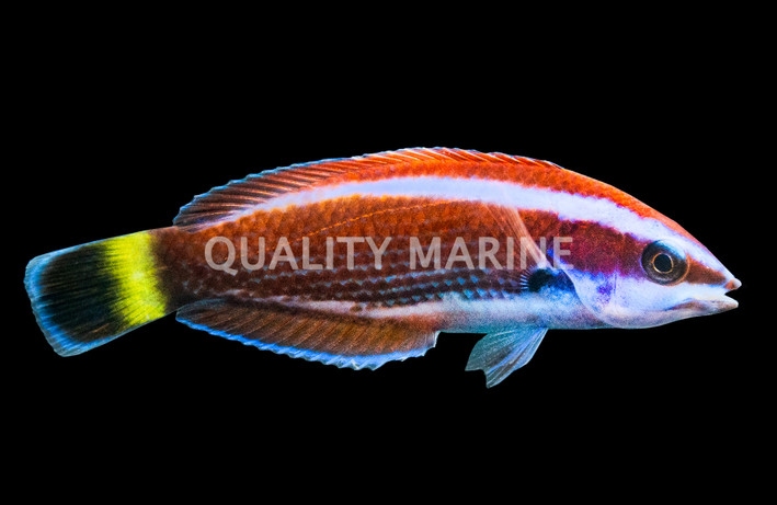 Chiseltooth Wrasse