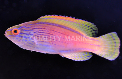 Lineatus Fairy Wrasse :: 33633