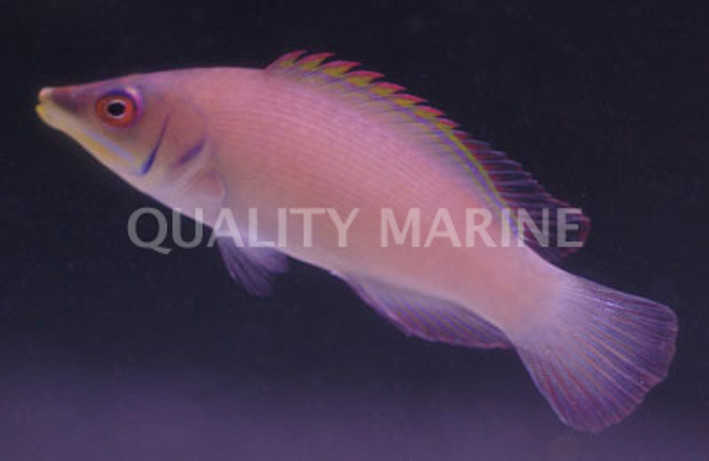 Striated Wrasse :: 33646