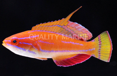 McCosker's Flasher Wrasse, Male :: 33665