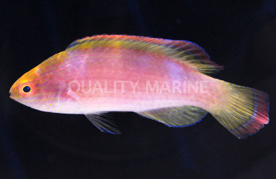 Pink Margin Fairy Wrasse :: 33670