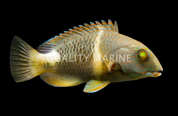 Orange Dotted Tuskfish