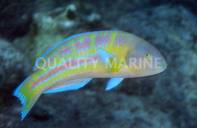 Christmas Wrasse :: 33695