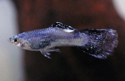 Purple Luminous Guppy, Male :: 33057