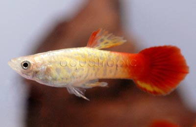 Krismi Guppy, Male :: 33064