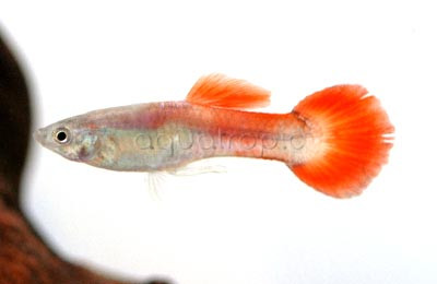 Fire Tail Guppy, Male :: 33070