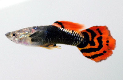Tux Dragon Guppy, Male :: 33072