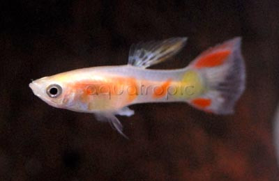 Blushing Red Guppy, Male :: 33074