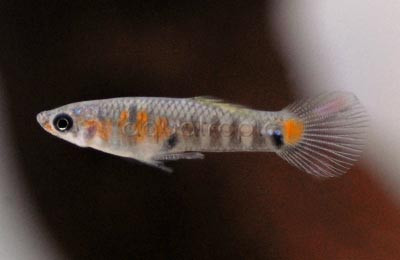 Para Molly Guppy, Male :: 33077