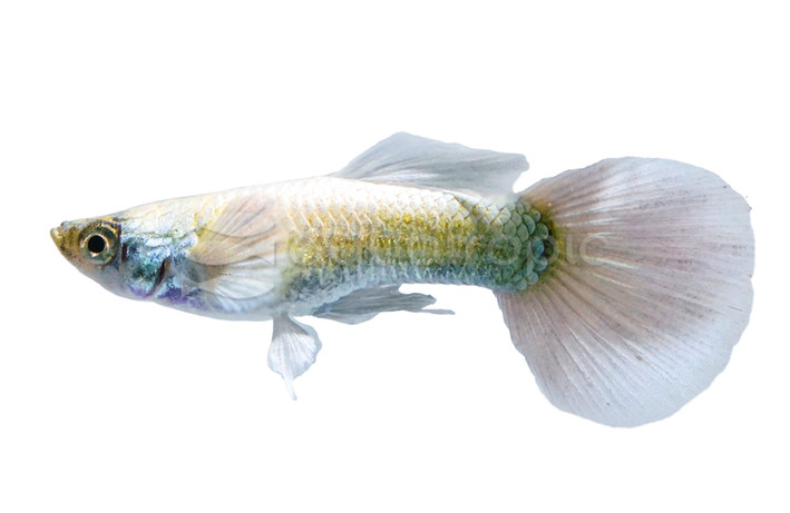 White Luminous Dumbo Ear Guppy, Male :: 33137