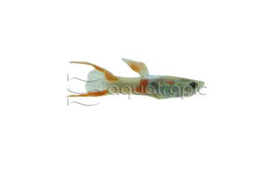 Neon Green Lyretail Guppy, Male :: 33154