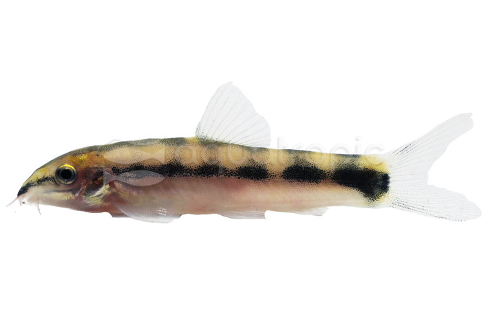Dwarf Loach :: 43011