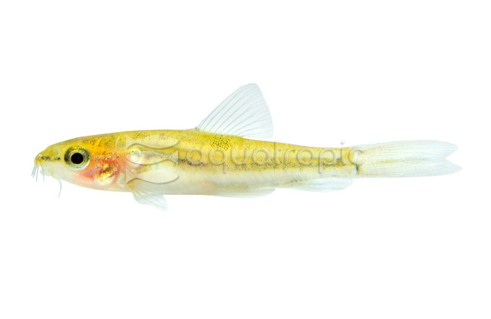 Rosy Loach :: 43105