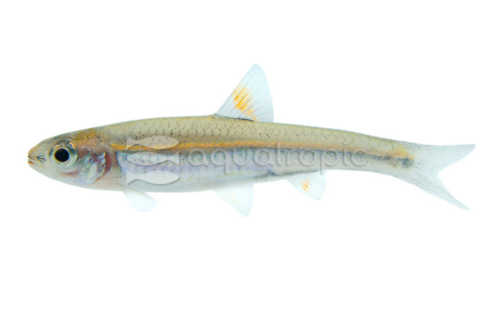 Rainbow Shiner Minnow :: 46005